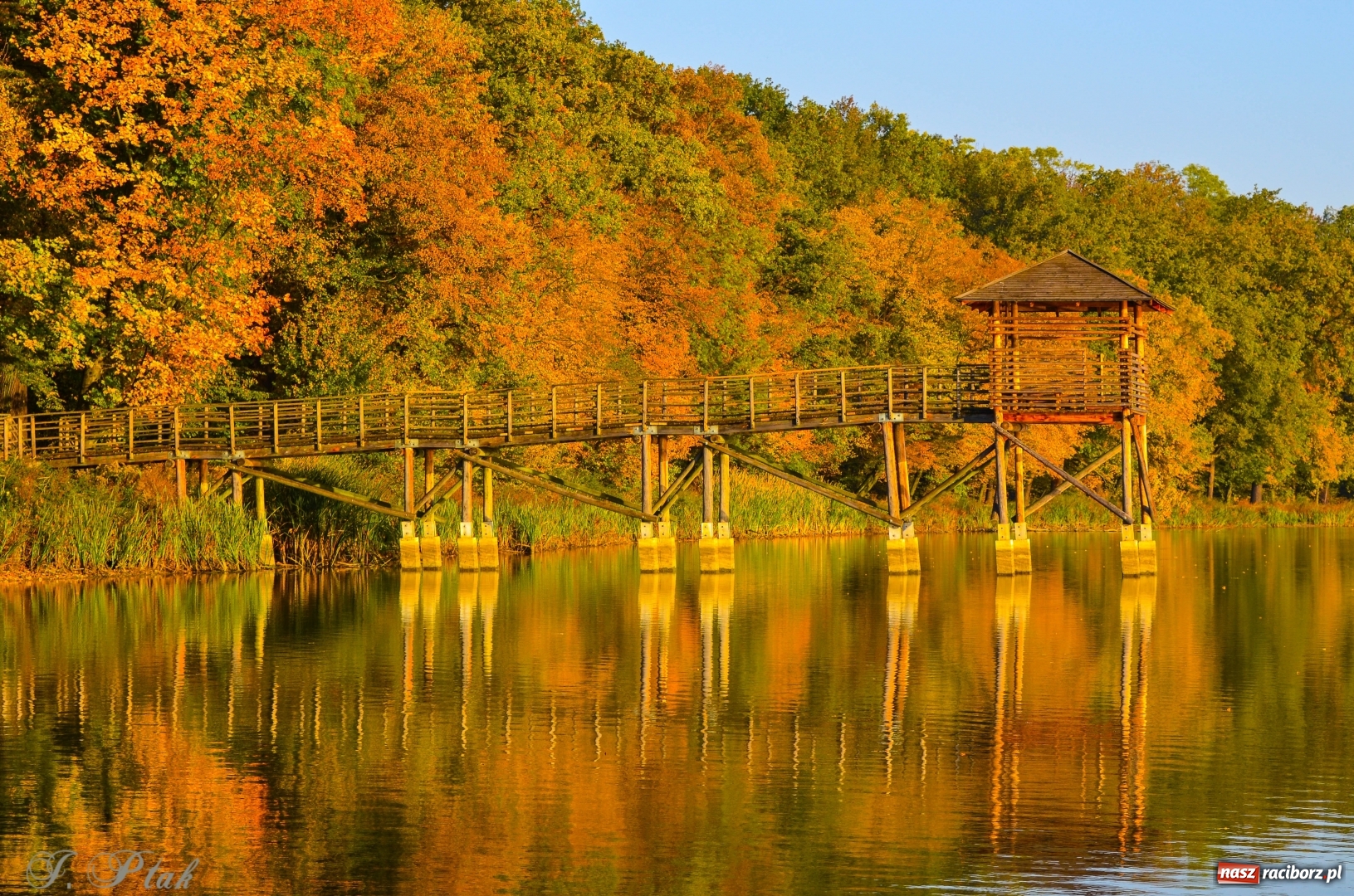 Zdjęcie w galerii na portalu naszraciborz.pl: Złota polska jesień na Łężczoku [FOTO] wiadomości z regionu