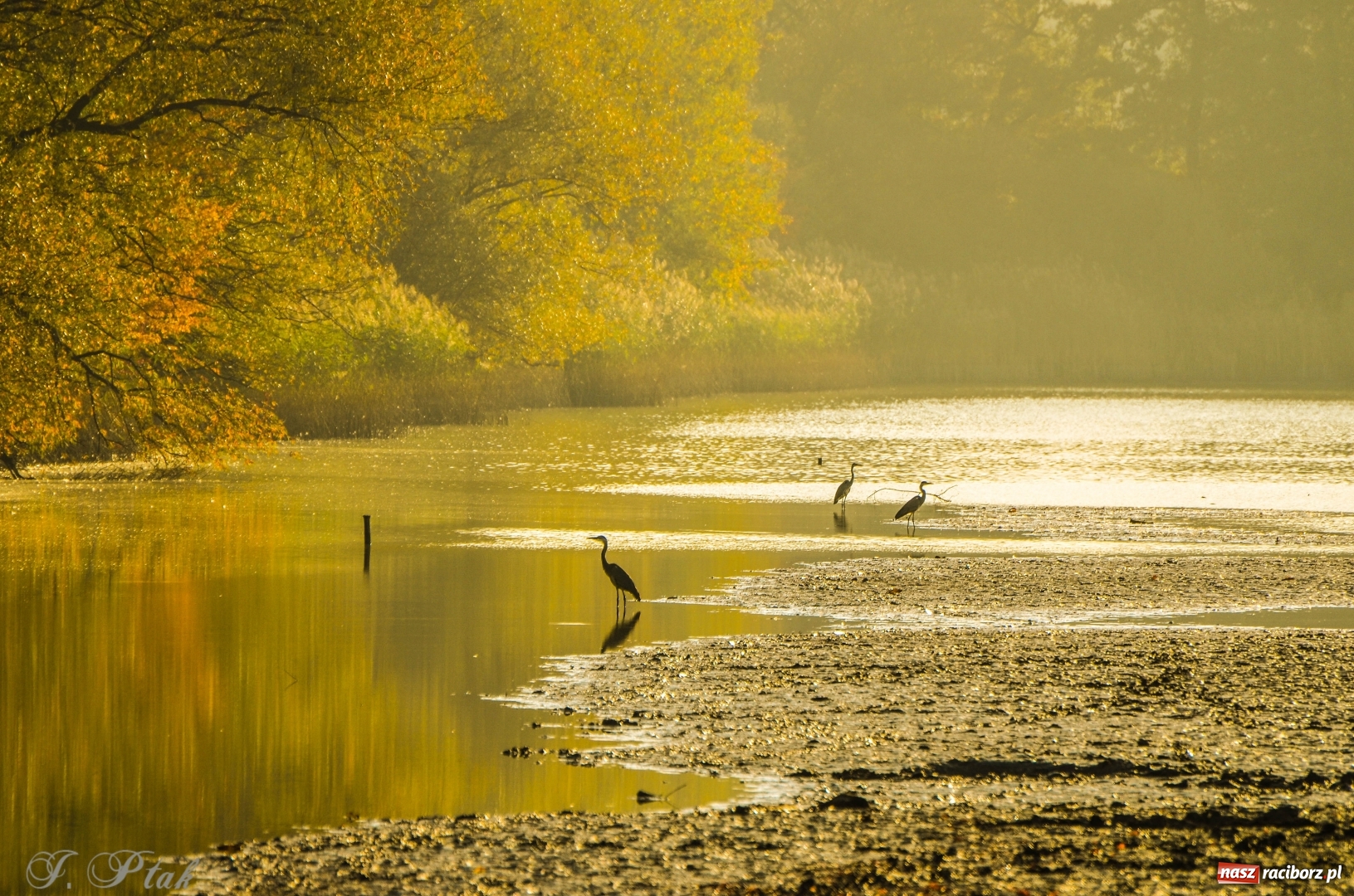 Zdjęcie w galerii na portalu naszraciborz.pl: Złota polska jesień na Łężczoku [FOTO] wiadomości z regionu