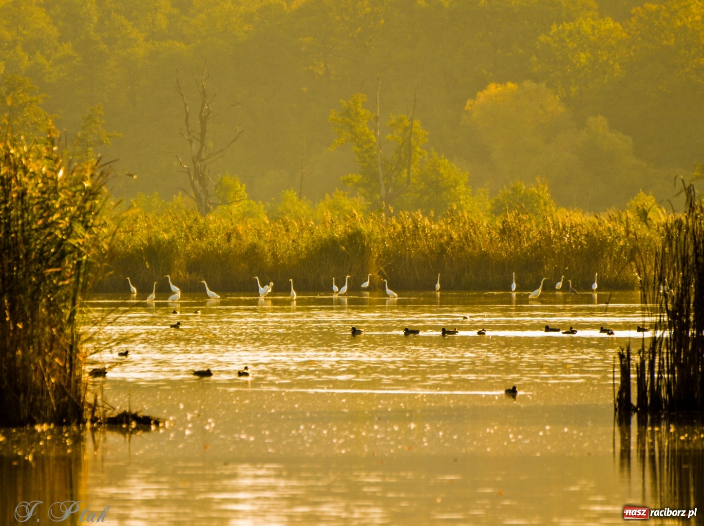 Zdjęcie w galerii na portalu naszraciborz.pl: Złota polska jesień na Łężczoku [FOTO] wiadomości z regionu