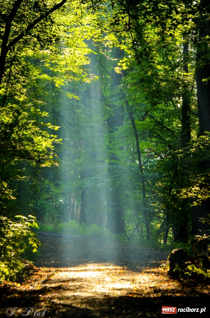 Zdjęcie w galerii na portalu naszraciborz.pl: Złota polska jesień na Łężczoku [FOTO] wiadomości z regionu