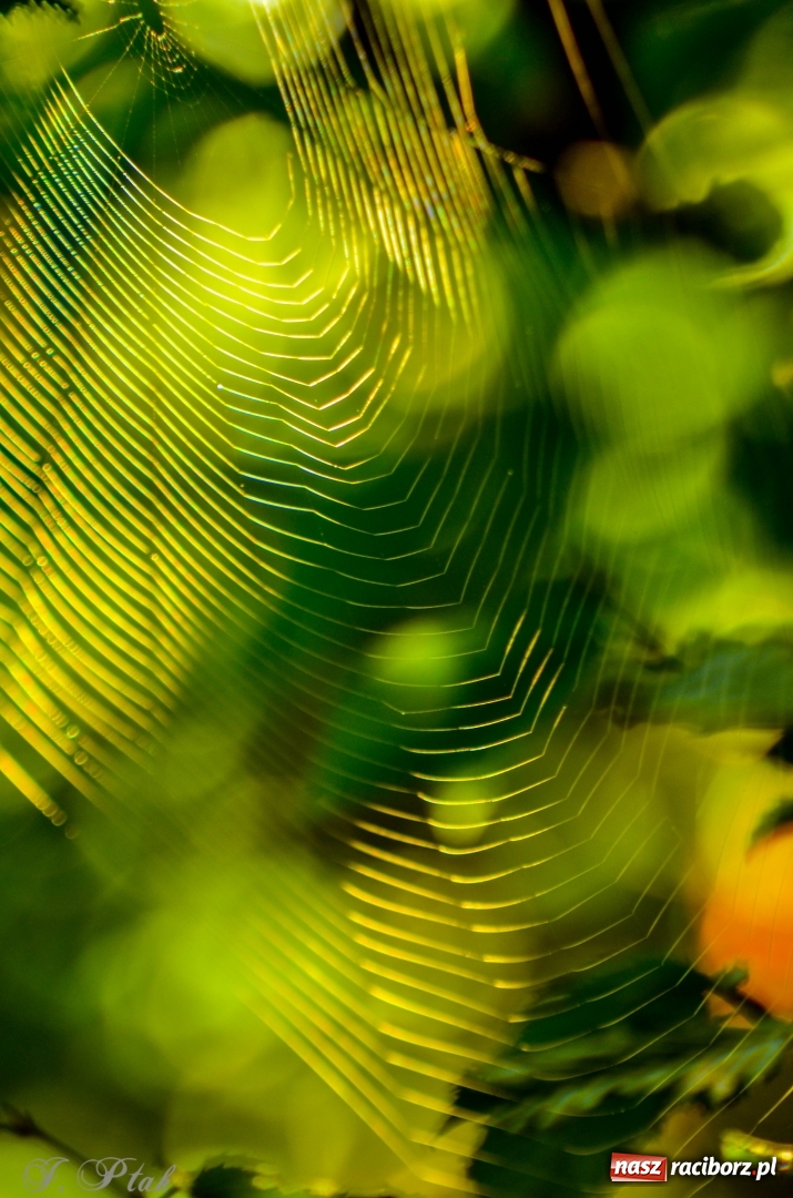 Zdjęcie w galerii na portalu naszraciborz.pl: Złota polska jesień na Łężczoku [FOTO] wiadomości z regionu
