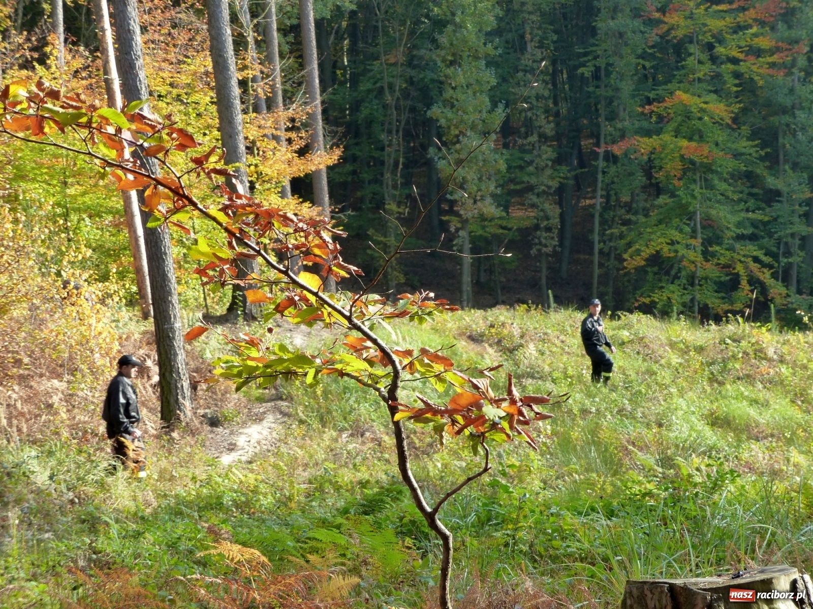 Zdjęcie w galerii na portalu naszraciborz.pl: Ponad dwudziestu strażaków poszukiwało dziś dwóch rannych grzybiarzy  wiadomości z regionu