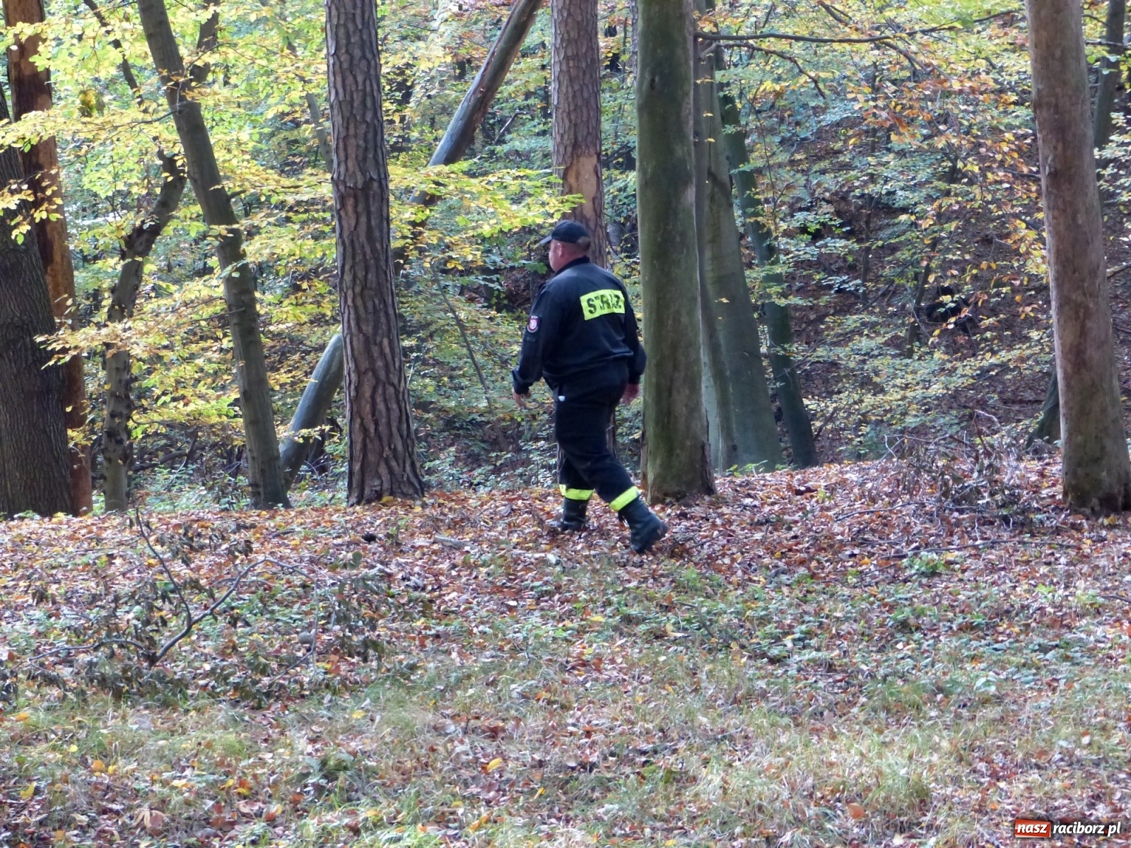 Zdjęcie w galerii na portalu naszraciborz.pl: Ponad dwudziestu strażaków poszukiwało dziś dwóch rannych grzybiarzy  wiadomości z regionu
