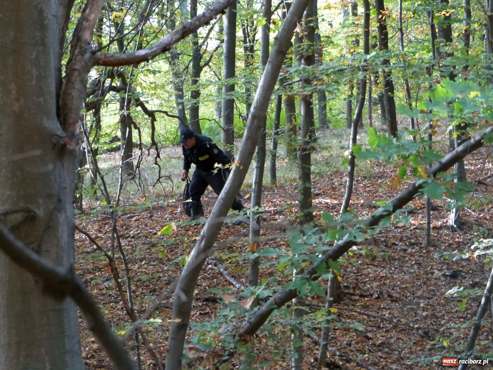 Zdjęcie w galerii na portalu naszraciborz.pl: Ponad dwudziestu strażaków poszukiwało dziś dwóch rannych grzybiarzy  wiadomości z regionu