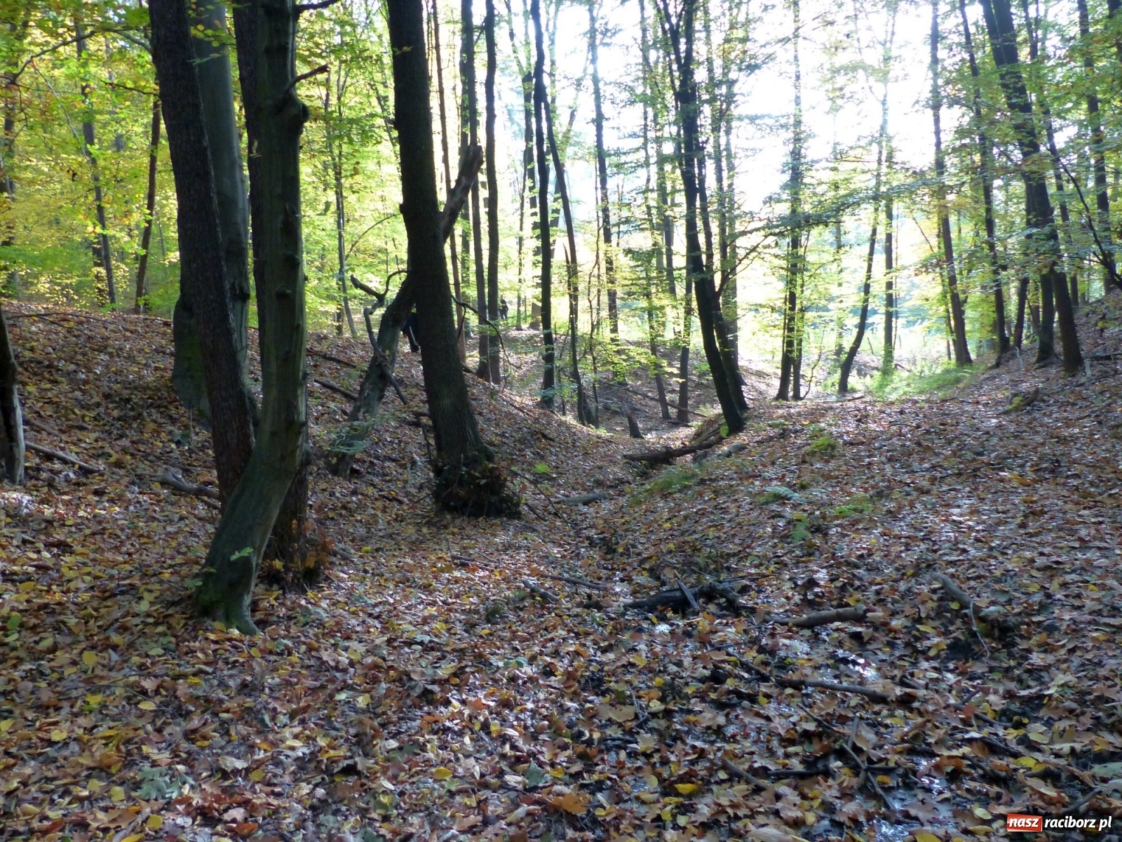 Zdjęcie w galerii na portalu naszraciborz.pl: Ponad dwudziestu strażaków poszukiwało dziś dwóch rannych grzybiarzy  wiadomości z regionu