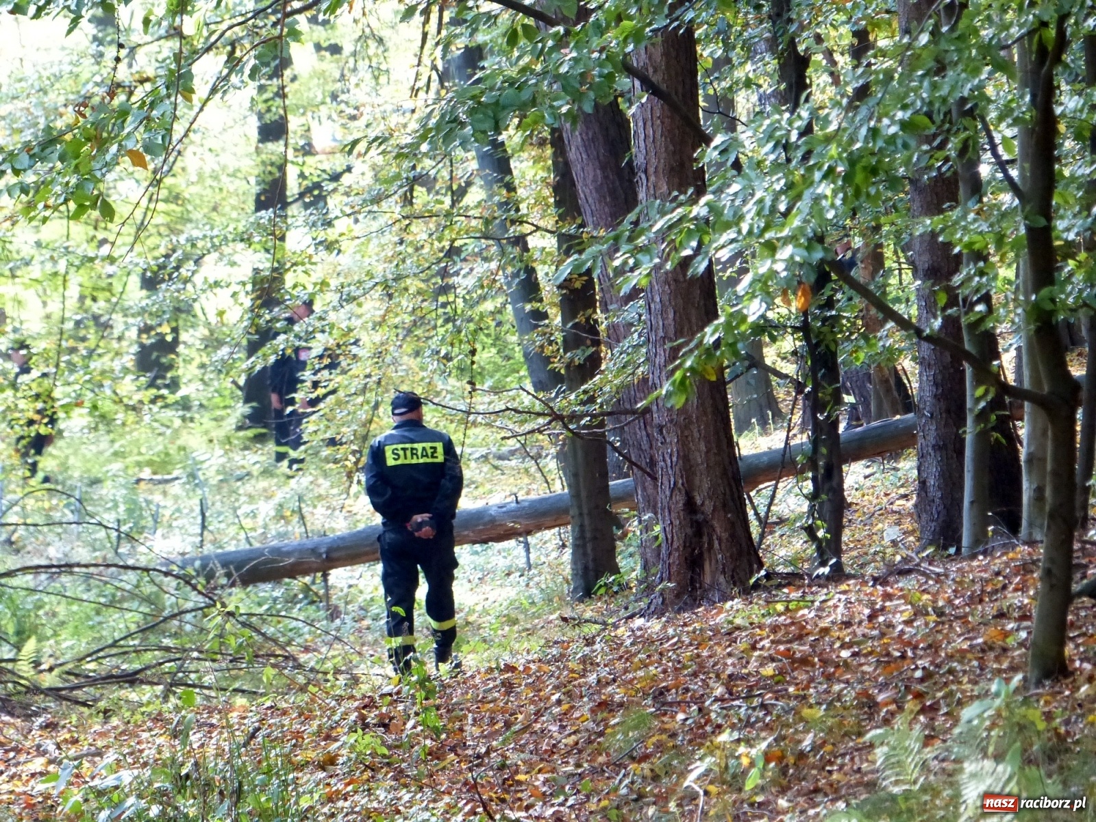 Zdjęcie w galerii na portalu naszraciborz.pl: Ponad dwudziestu strażaków poszukiwało dziś dwóch rannych grzybiarzy  wiadomości z regionu