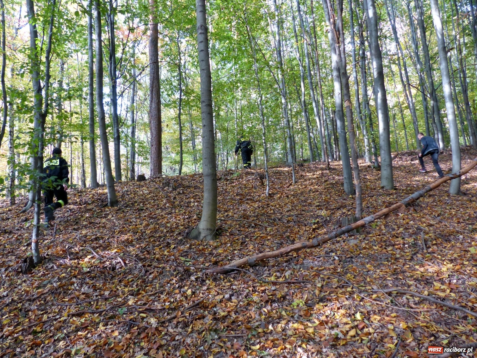 Zdjęcie w galerii na portalu naszraciborz.pl: Ponad dwudziestu strażaków poszukiwało dziś dwóch rannych grzybiarzy  wiadomości z regionu
