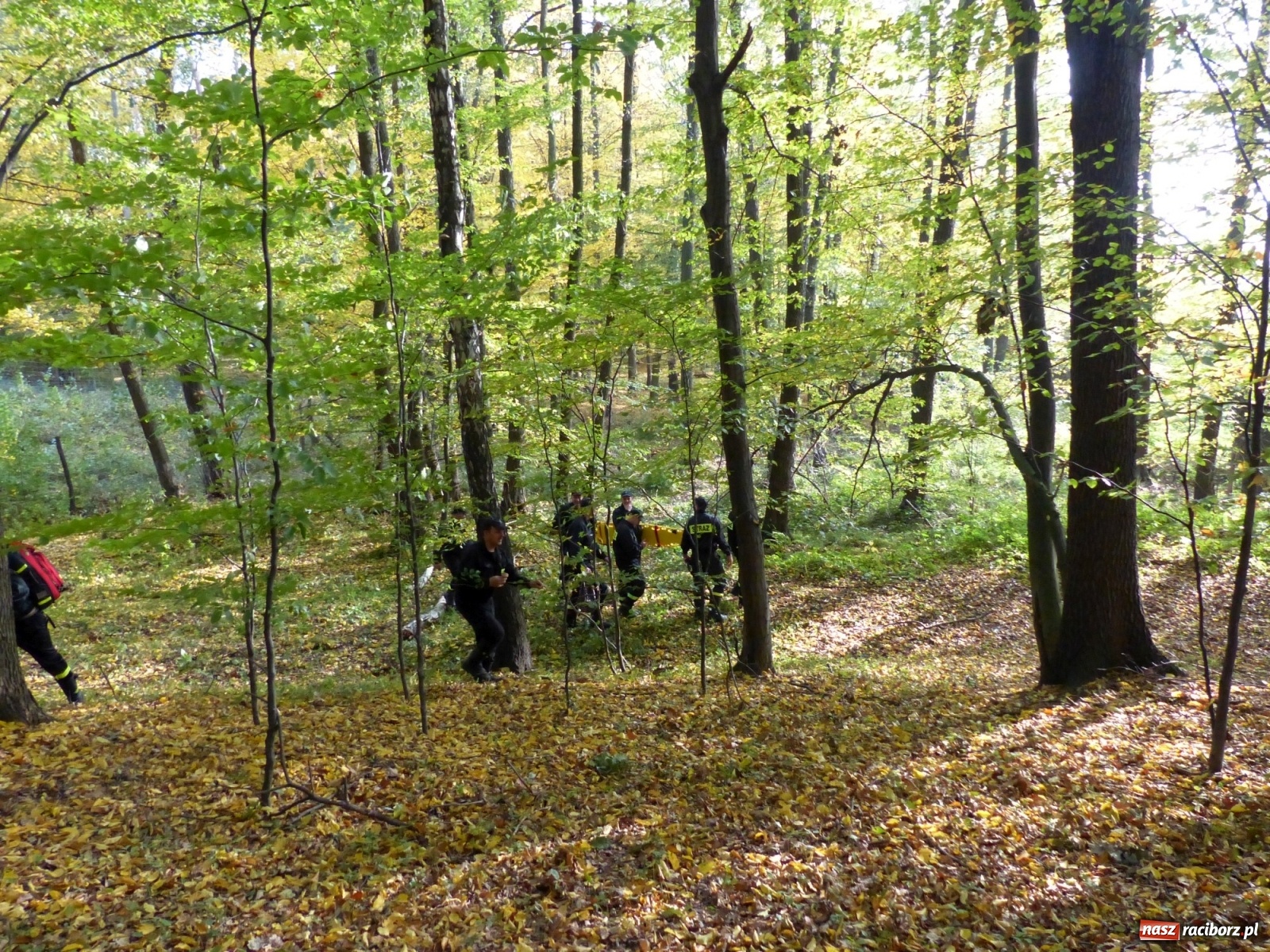 Zdjęcie w galerii na portalu naszraciborz.pl: Ponad dwudziestu strażaków poszukiwało dziś dwóch rannych grzybiarzy  wiadomości z regionu