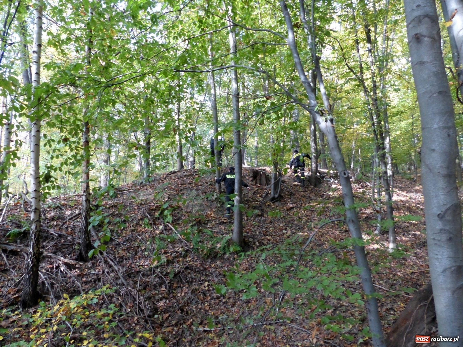 Zdjęcie w galerii na portalu naszraciborz.pl: Ponad dwudziestu strażaków poszukiwało dziś dwóch rannych grzybiarzy  wiadomości z regionu