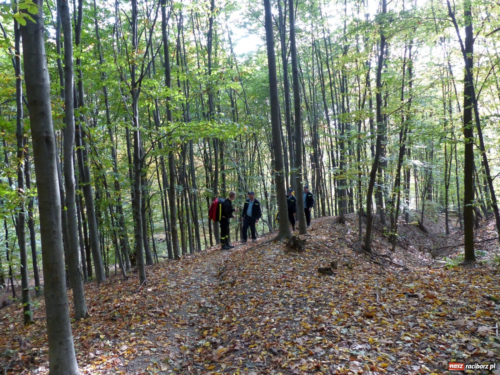 Zdjęcie w galerii na portalu naszraciborz.pl: Ponad dwudziestu strażaków poszukiwało dziś dwóch rannych grzybiarzy  wiadomości z regionu