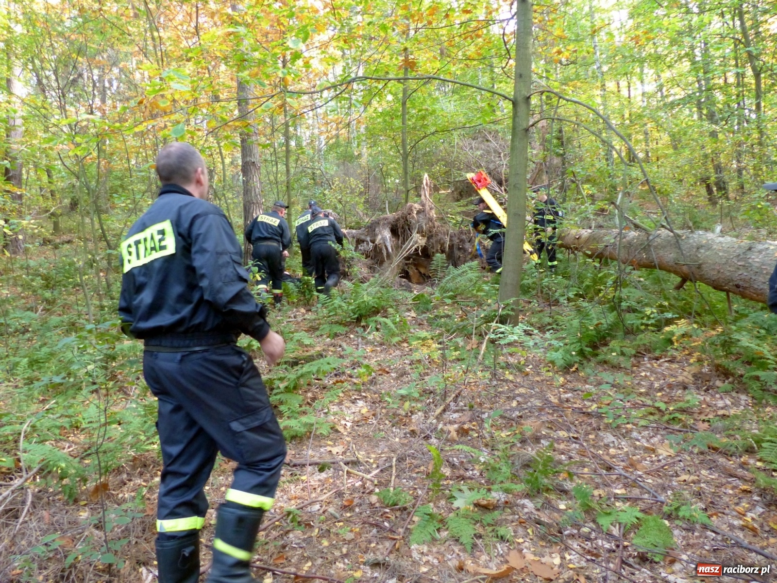 Zdjęcie w galerii na portalu naszraciborz.pl: Ponad dwudziestu strażaków poszukiwało dziś dwóch rannych grzybiarzy  wiadomości z regionu