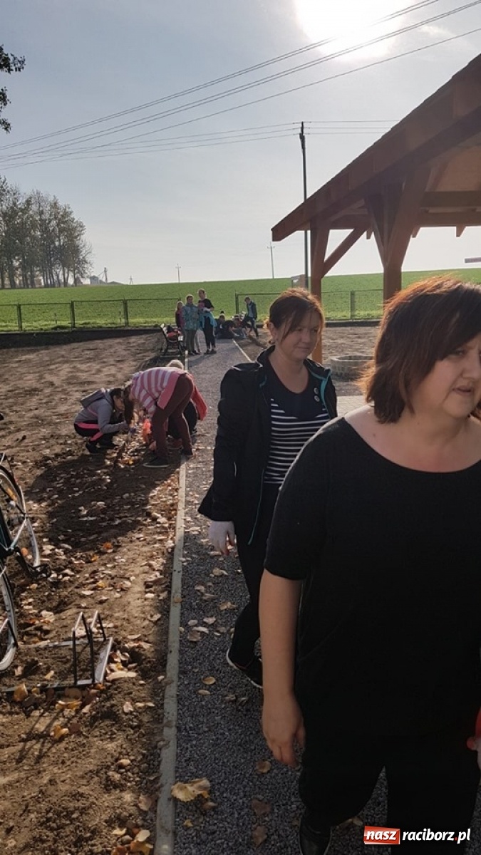 Zdjęcie w galerii na portalu naszraciborz.pl: Wokół krzanowickiej Izby Regionalnej zakwitną żonkile wiadomości z regionu