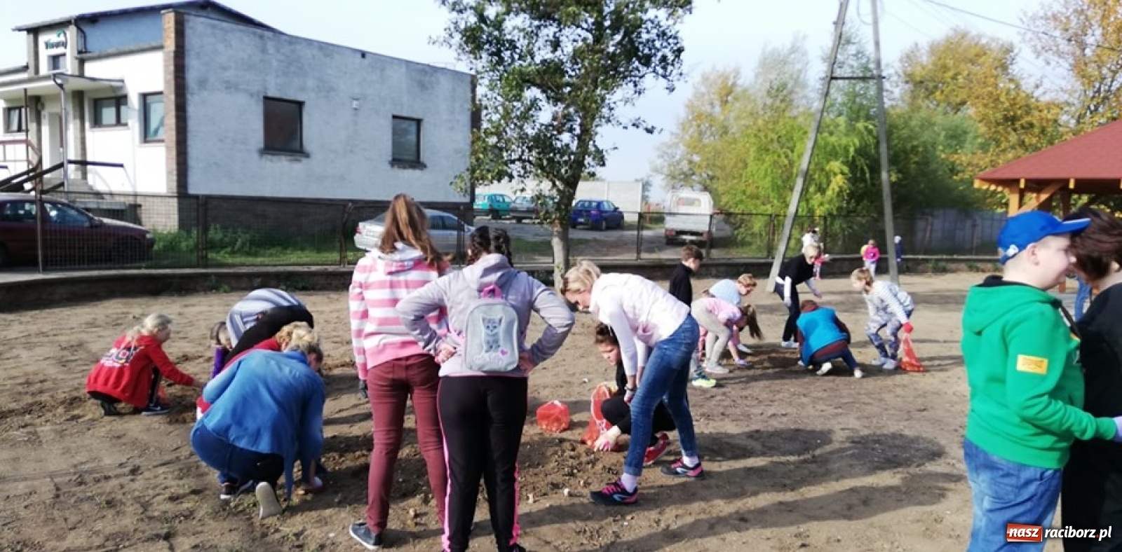 Zdjęcie w galerii na portalu naszraciborz.pl: Wokół krzanowickiej Izby Regionalnej zakwitną żonkile wiadomości z regionu