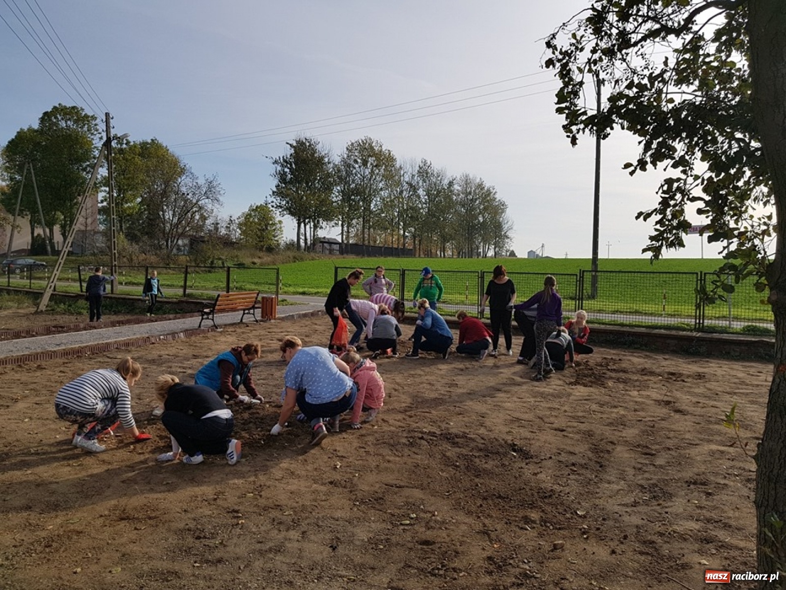 Zdjęcie w galerii na portalu naszraciborz.pl: Wokół krzanowickiej Izby Regionalnej zakwitną żonkile wiadomości z regionu