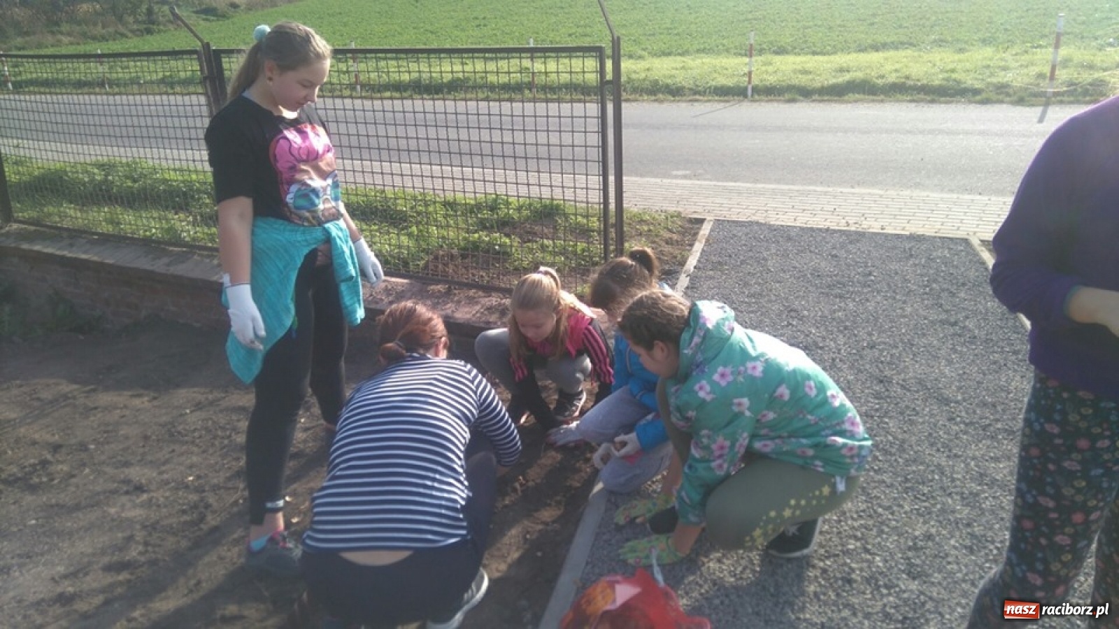 Zdjęcie w galerii na portalu naszraciborz.pl: Wokół krzanowickiej Izby Regionalnej zakwitną żonkile wiadomości z regionu