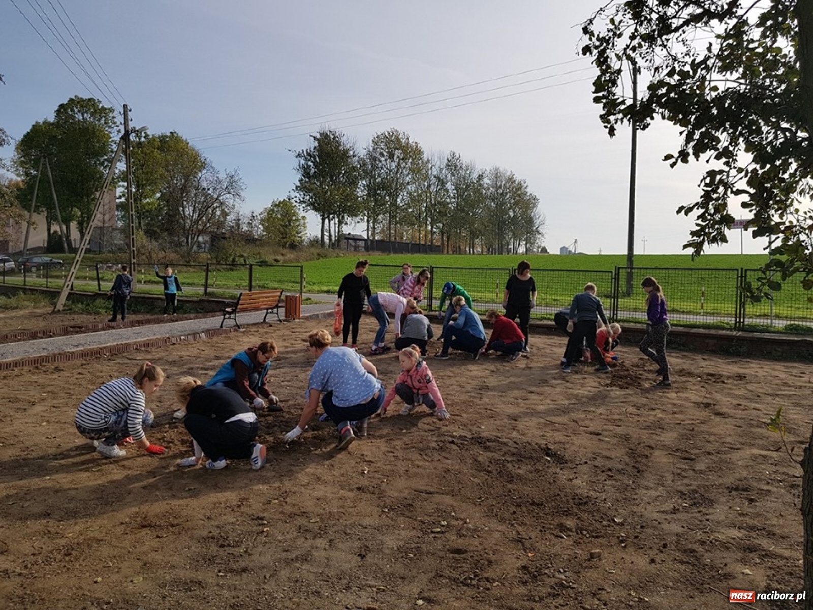 Zdjęcie w galerii na portalu naszraciborz.pl: Wokół krzanowickiej Izby Regionalnej zakwitną żonkile wiadomości z regionu