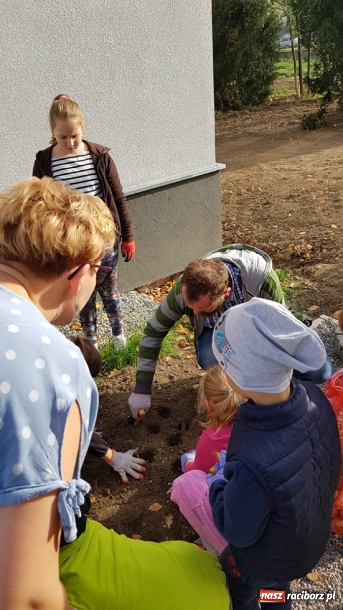 Zdjęcie w galerii na portalu naszraciborz.pl: Wokół krzanowickiej Izby Regionalnej zakwitną żonkile wiadomości z regionu