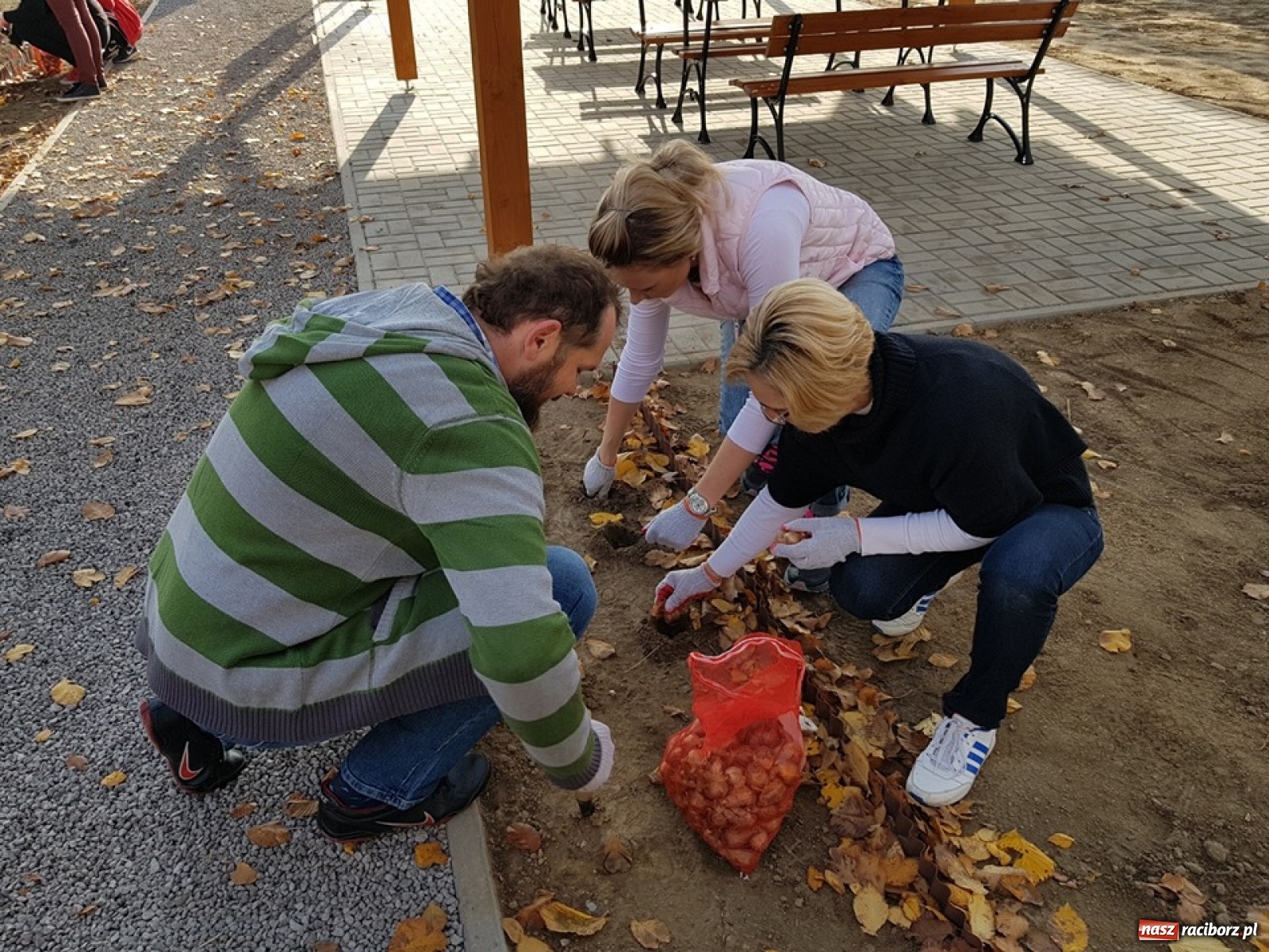 Zdjęcie w galerii na portalu naszraciborz.pl: Wokół krzanowickiej Izby Regionalnej zakwitną żonkile wiadomości z regionu