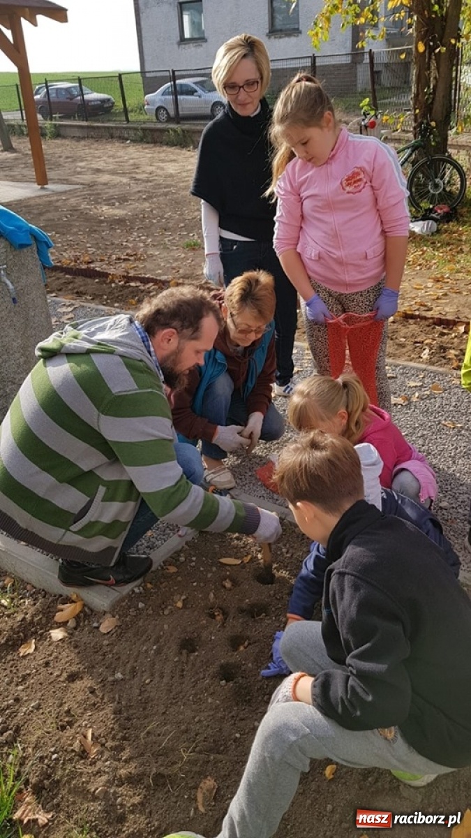Zdjęcie w galerii na portalu naszraciborz.pl: Wokół krzanowickiej Izby Regionalnej zakwitną żonkile wiadomości z regionu