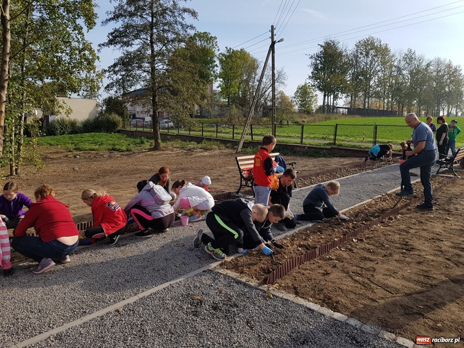 Zdjęcie w galerii na portalu naszraciborz.pl: Wokół krzanowickiej Izby Regionalnej zakwitną żonkile wiadomości z regionu