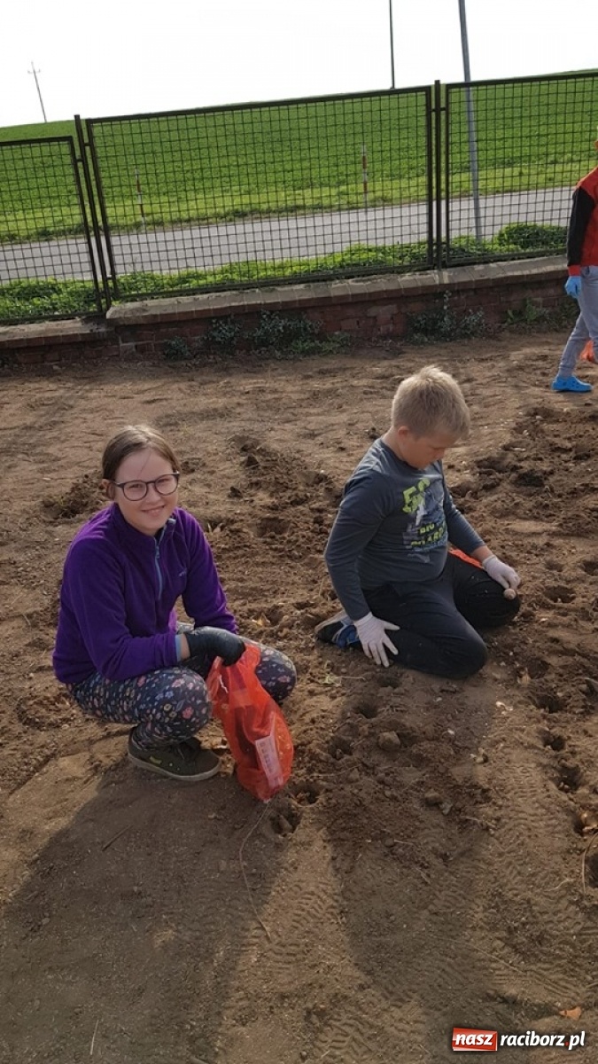 Zdjęcie w galerii na portalu naszraciborz.pl: Wokół krzanowickiej Izby Regionalnej zakwitną żonkile wiadomości z regionu