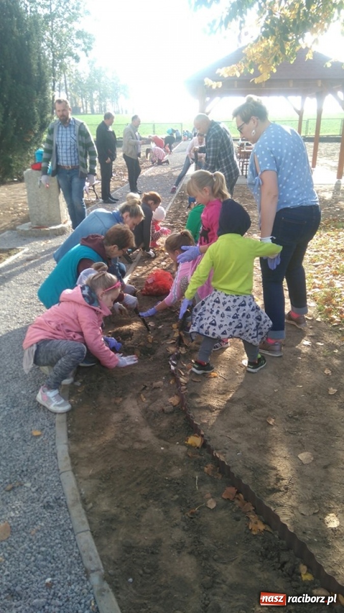 Zdjęcie w galerii na portalu naszraciborz.pl: Wokół krzanowickiej Izby Regionalnej zakwitną żonkile wiadomości z regionu