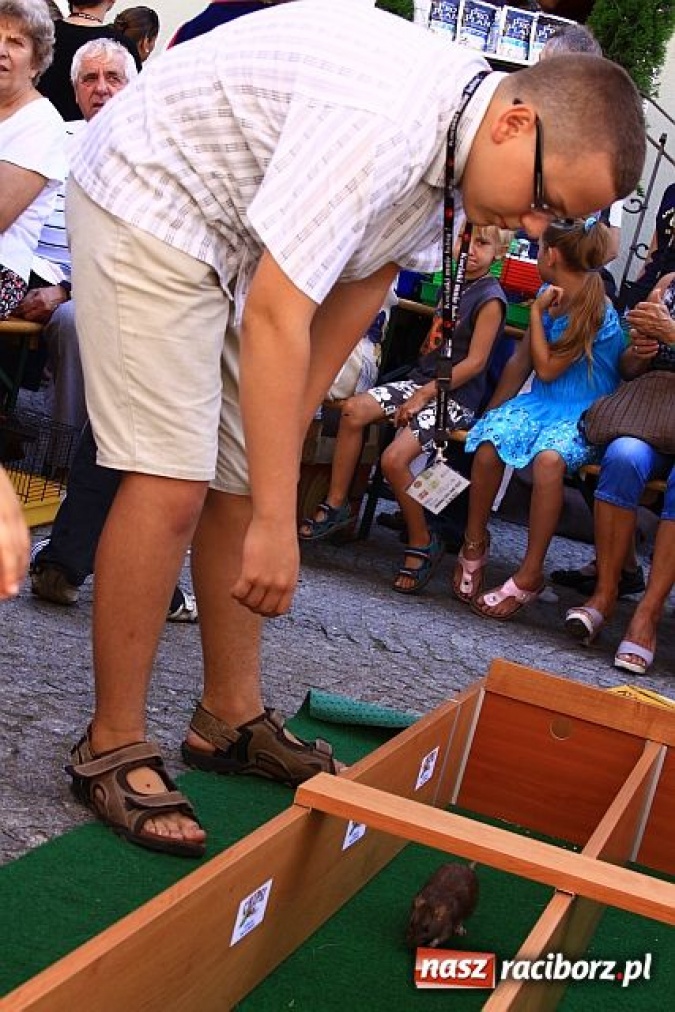 Zdjęcie w galerii na portalu naszraciborz.pl: Chomiki zdominowały wyścigi wiadomości z regionu