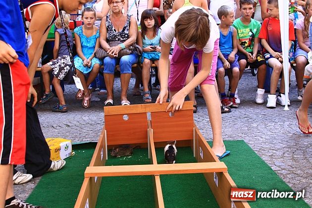 Zdjęcie w galerii na portalu naszraciborz.pl: Chomiki zdominowały wyścigi wiadomości z regionu