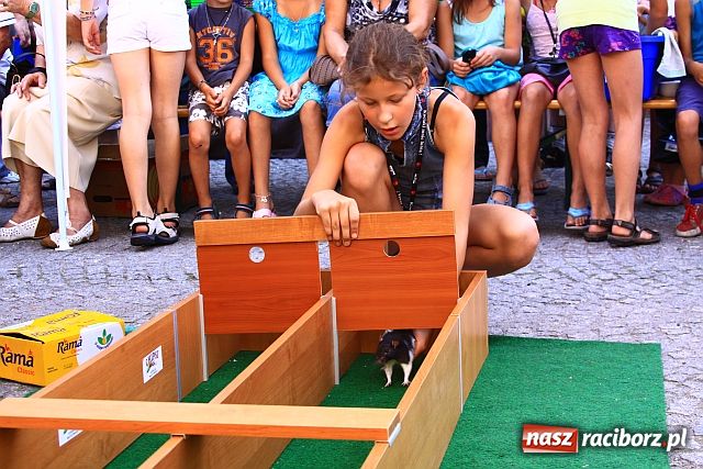 Zdjęcie w galerii na portalu naszraciborz.pl: Chomiki zdominowały wyścigi wiadomości z regionu