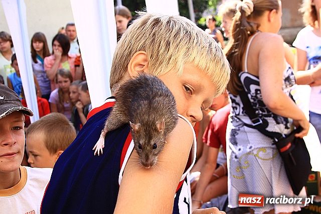 Zdjęcie w galerii na portalu naszraciborz.pl: Chomiki zdominowały wyścigi wiadomości z regionu