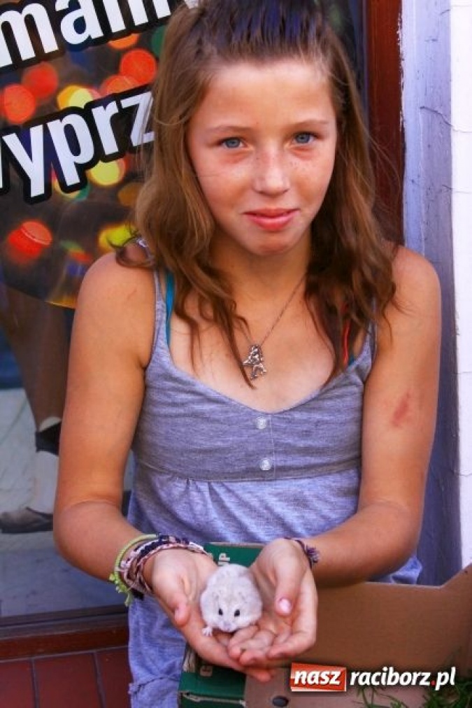 Zdjęcie w galerii na portalu naszraciborz.pl: Chomiki zdominowały wyścigi wiadomości z regionu