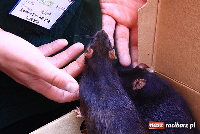 Zdjęcie w galerii na portalu naszraciborz.pl: Chomiki zdominowały wyścigi wiadomości z regionu