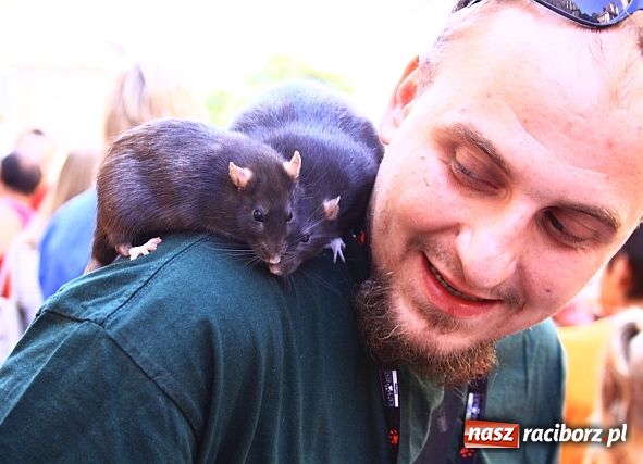 Zdjęcie w galerii na portalu naszraciborz.pl: Chomiki zdominowały wyścigi wiadomości z regionu