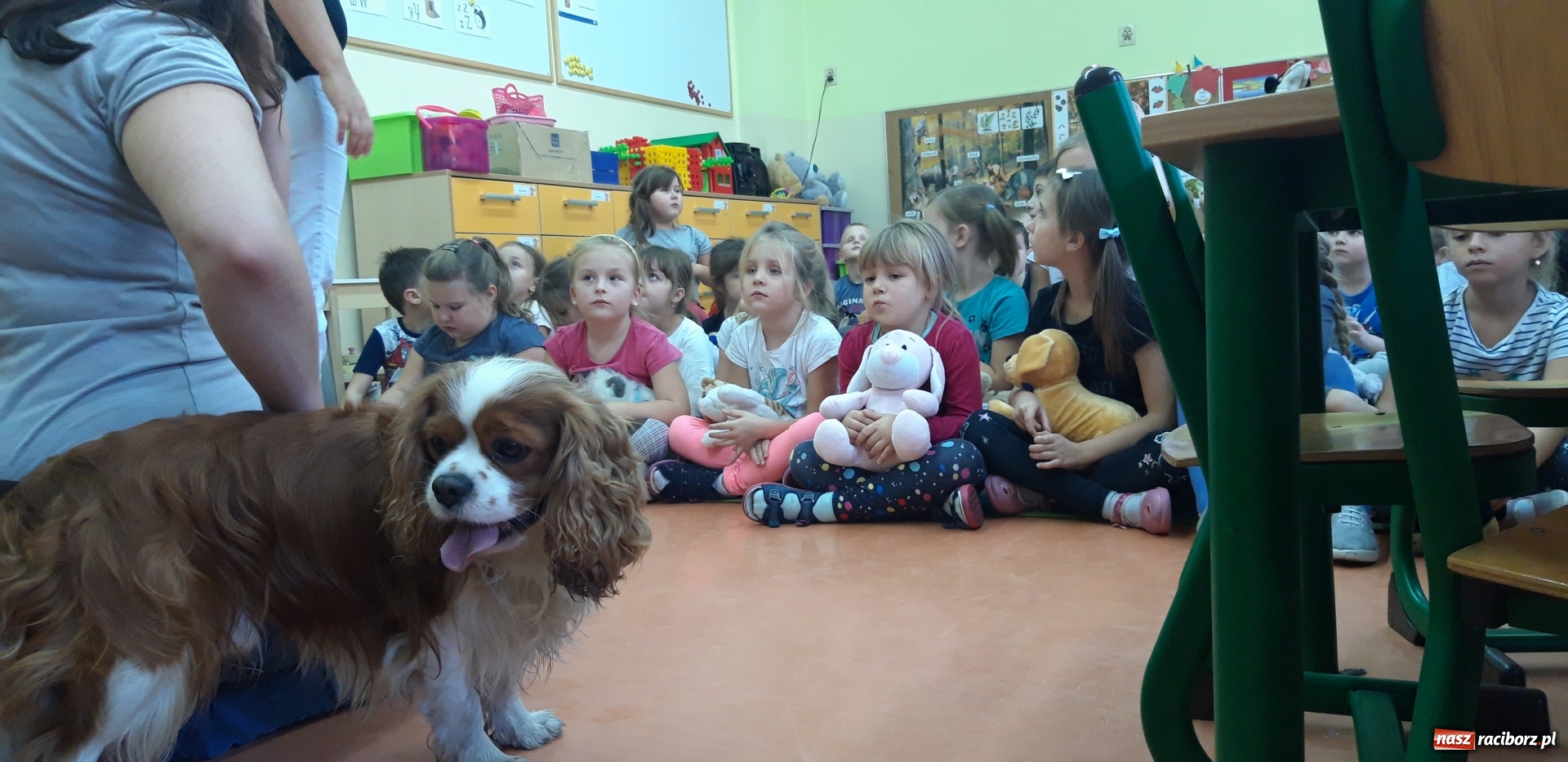 Zdjęcie w galerii na portalu naszraciborz.pl: Święto kundelka w rudzkim przedszkolu wiadomości z regionu