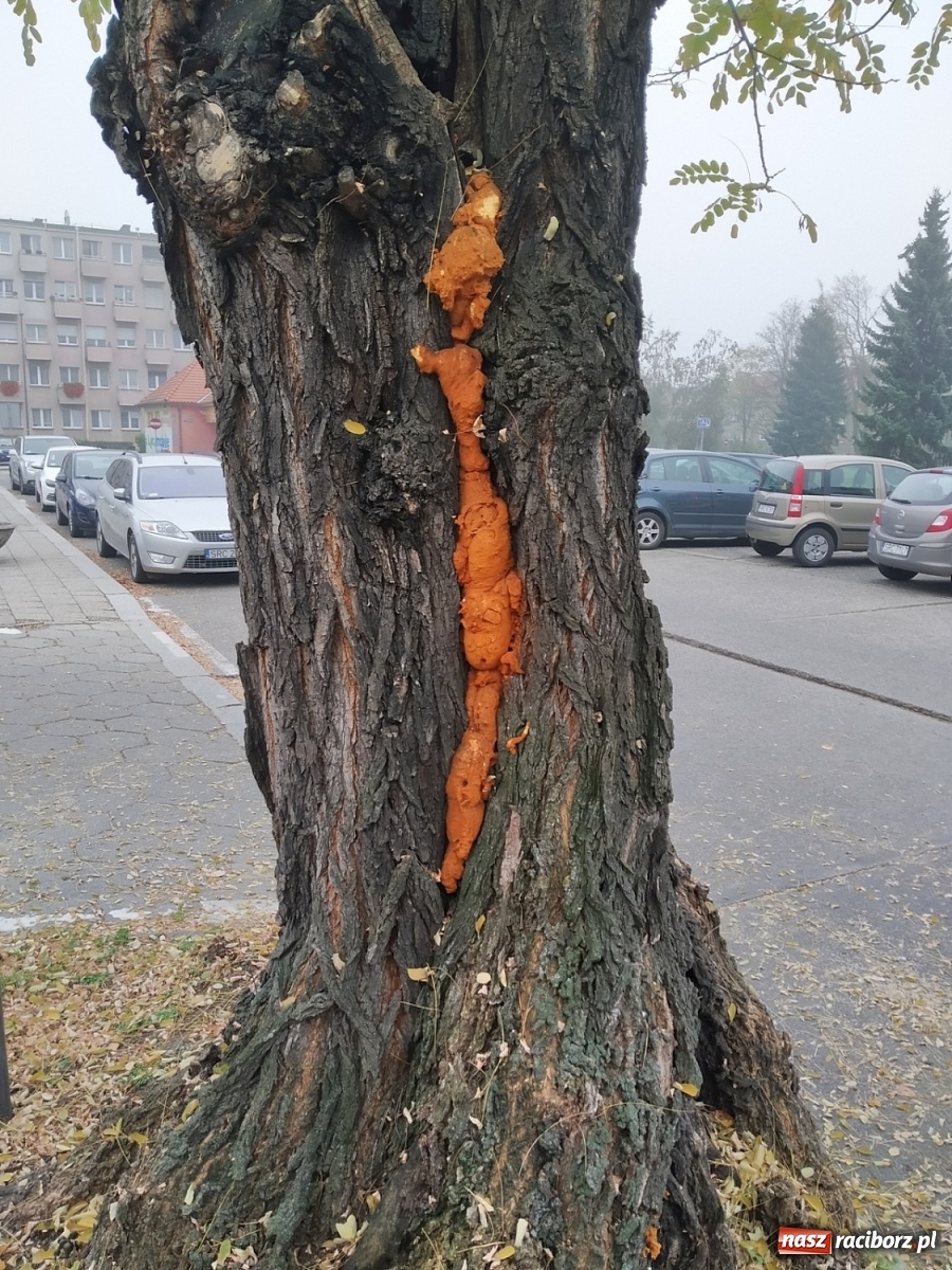 Zdjęcie w galerii na portalu naszraciborz.pl: To drzewo jest niebezpieczne. Ratusz je wytnie! wiadomości z regionu
