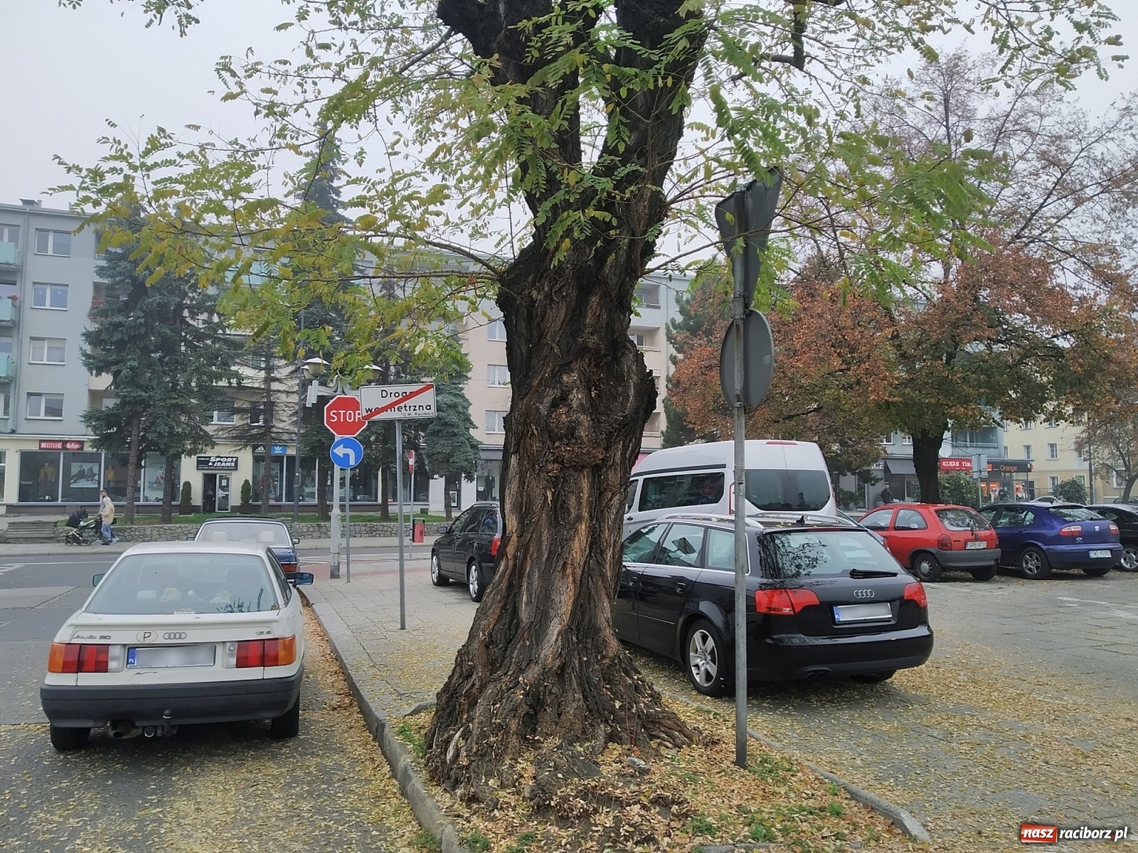 Zdjęcie w galerii na portalu naszraciborz.pl: To drzewo jest niebezpieczne. Ratusz je wytnie! wiadomości z regionu