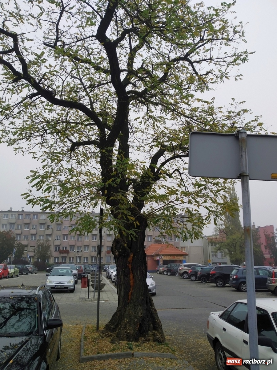 Zdjęcie w galerii na portalu naszraciborz.pl: To drzewo jest niebezpieczne. Ratusz je wytnie! wiadomości z regionu