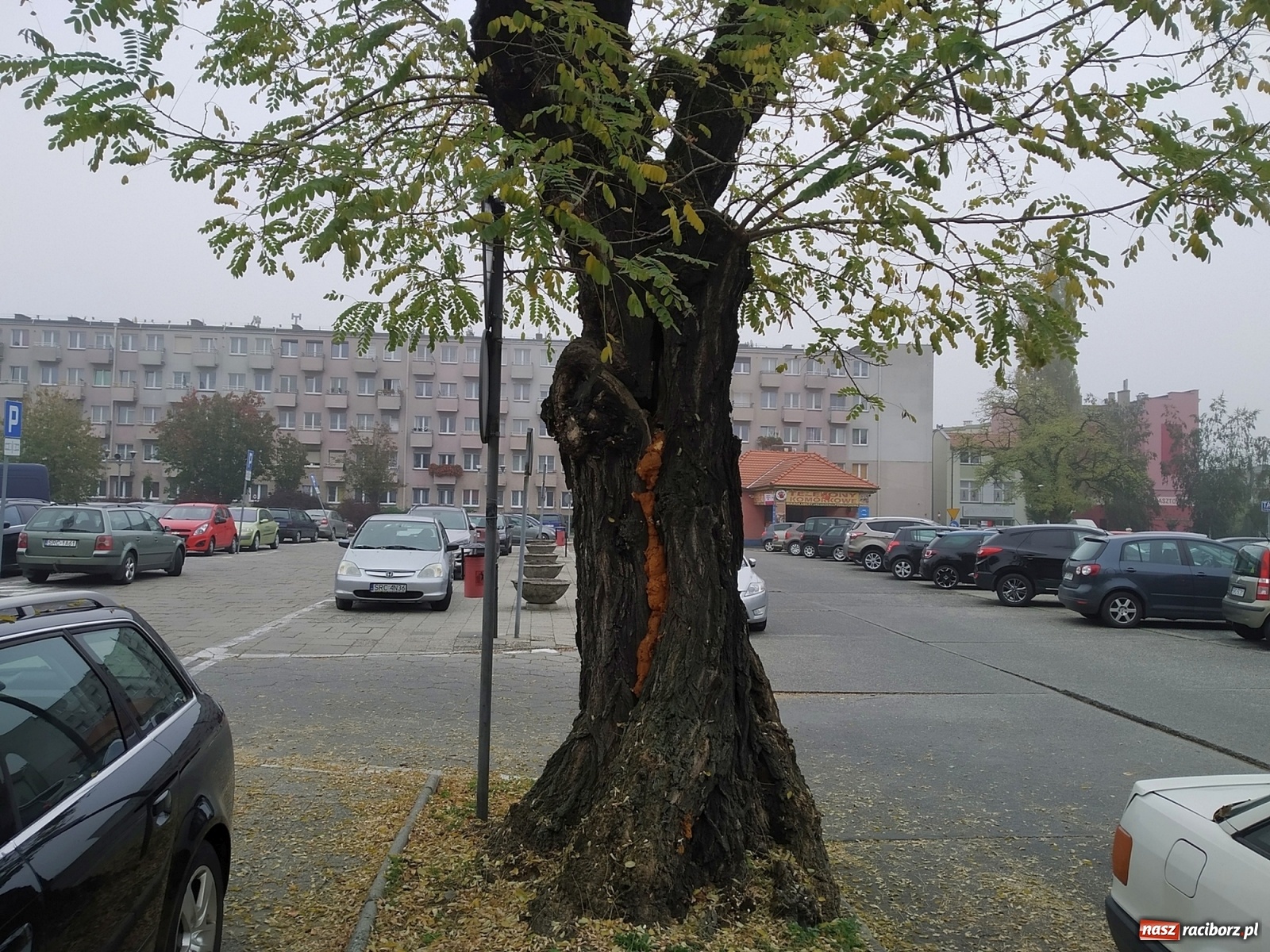 Zdjęcie w galerii na portalu naszraciborz.pl: To drzewo jest niebezpieczne. Ratusz je wytnie! wiadomości z regionu