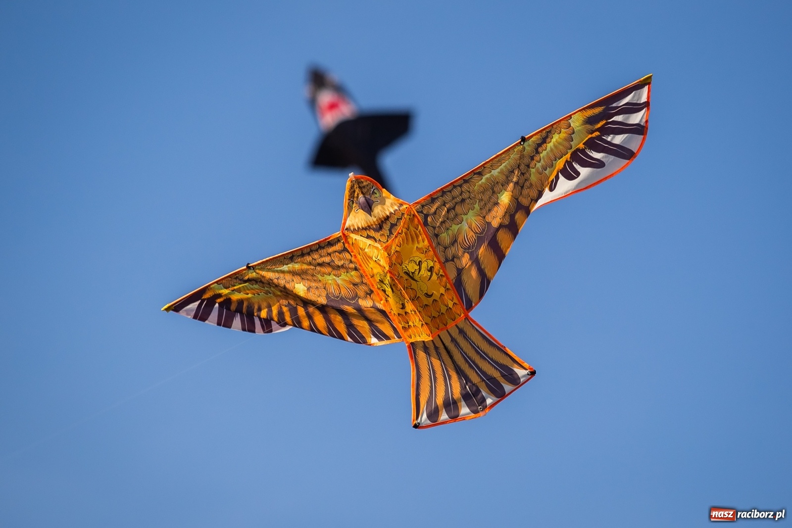 Zdjęcie w galerii na portalu naszraciborz.pl: Zawody latawcowe przy Adamczyka wiadomości z regionu