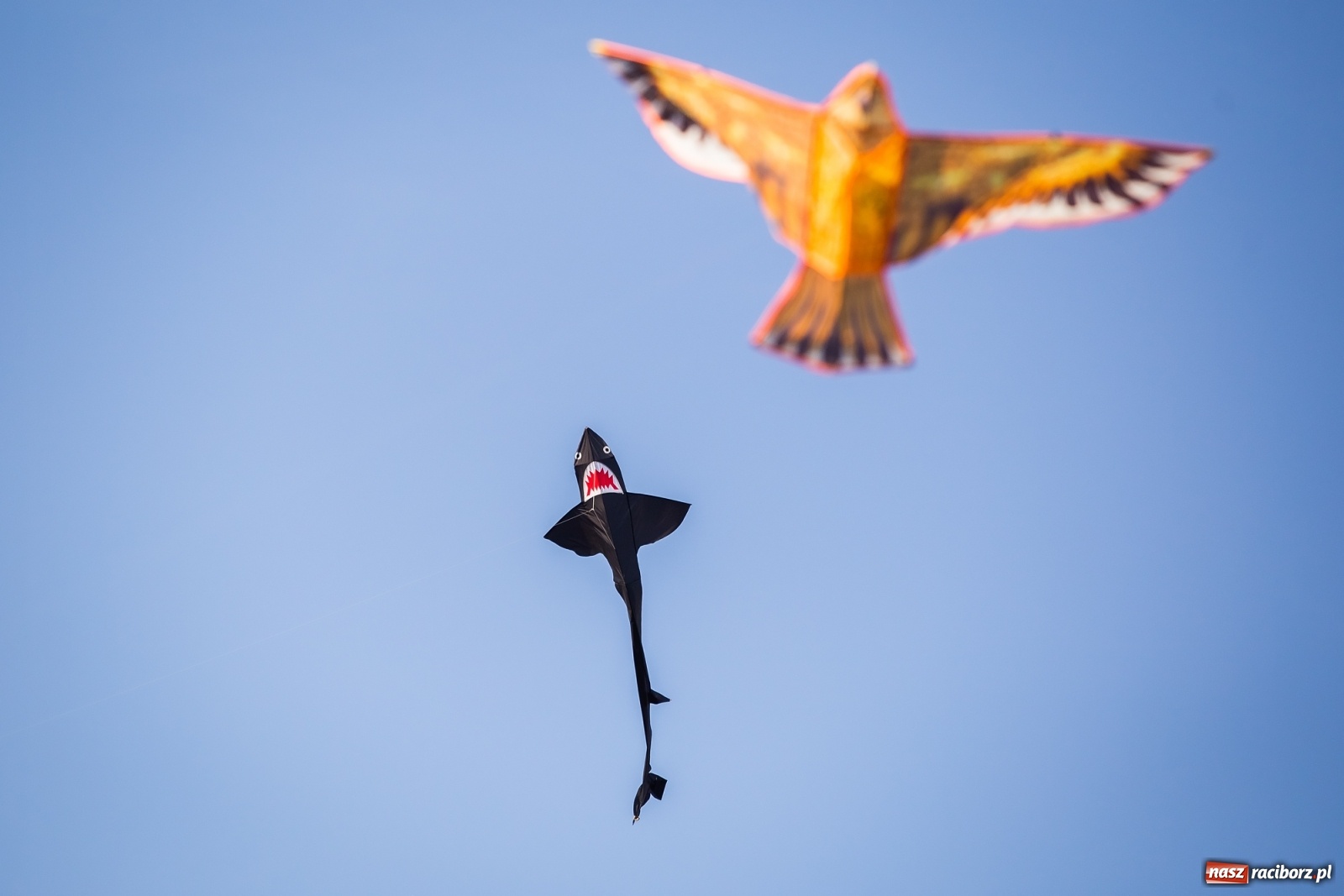 Zdjęcie w galerii na portalu naszraciborz.pl: Zawody latawcowe przy Adamczyka wiadomości z regionu