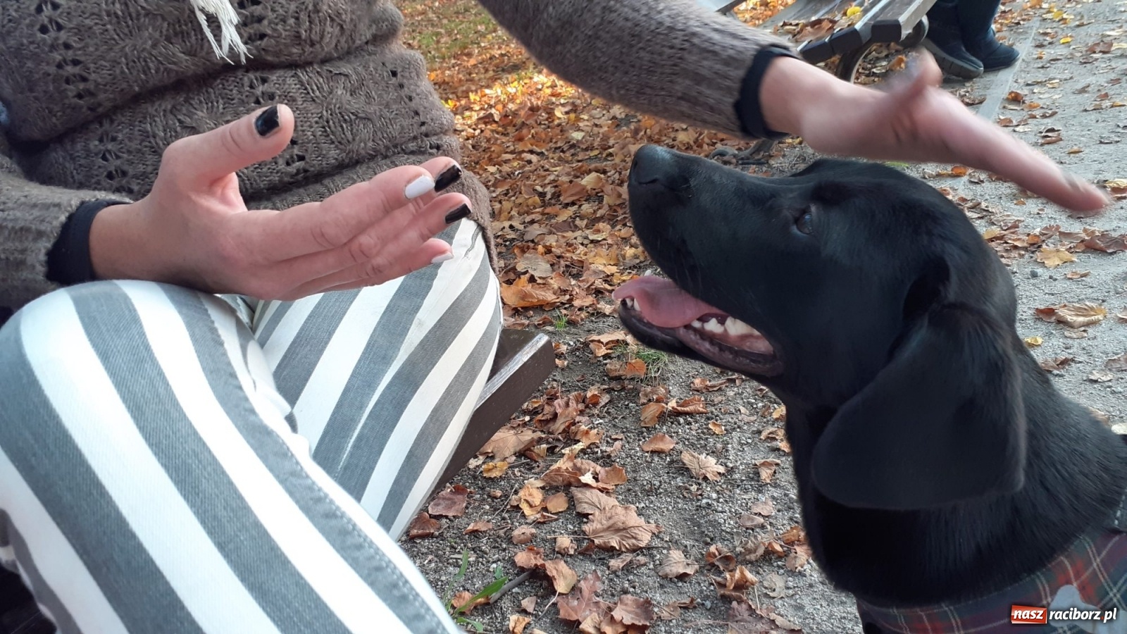 Zdjęcie w galerii na portalu naszraciborz.pl: Podaj łapę. Adoptuj! Borys ma nowy dom wiadomości z regionu