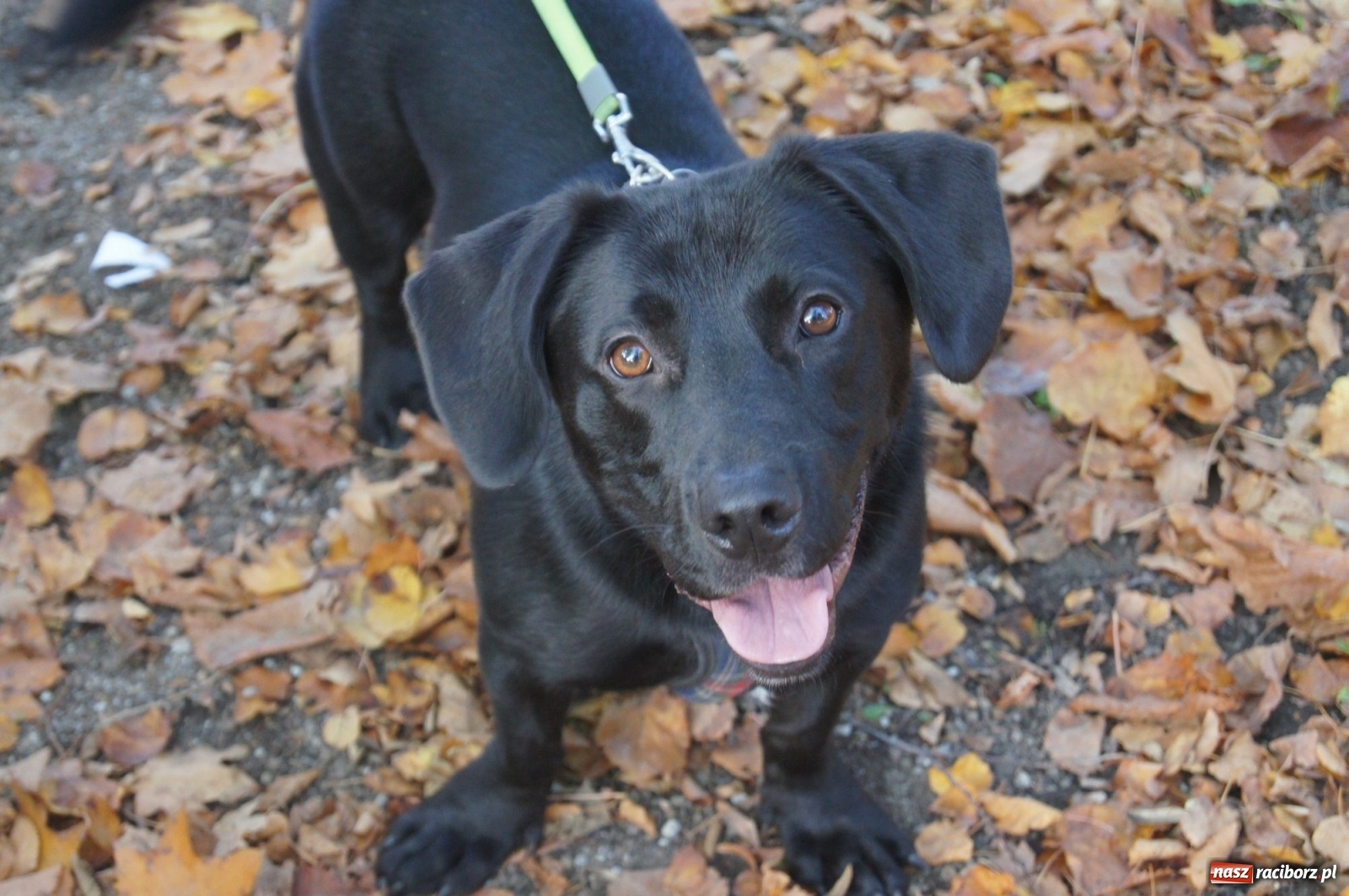 Zdjęcie w galerii na portalu naszraciborz.pl: Podaj łapę. Adoptuj! Borys ma nowy dom wiadomości z regionu