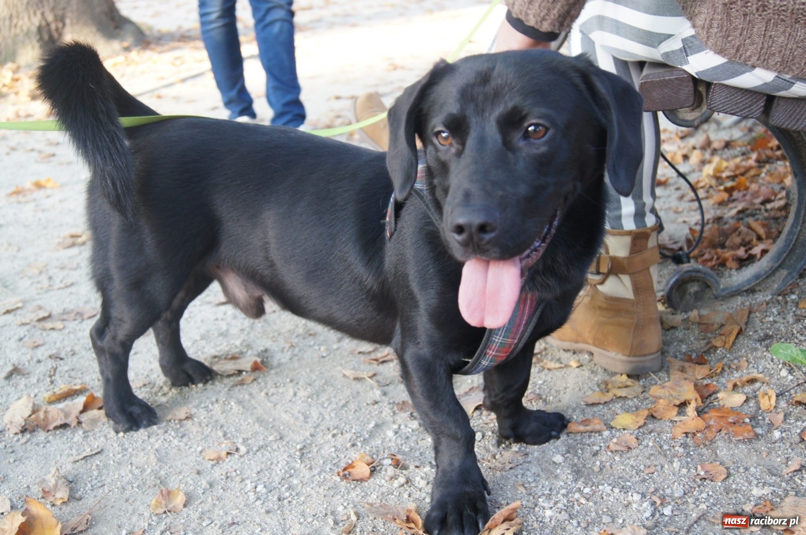 Zdjęcie w galerii na portalu naszraciborz.pl: Podaj łapę. Adoptuj! Borys ma nowy dom wiadomości z regionu