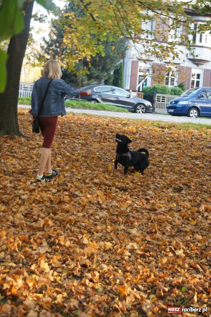 Zdjęcie w galerii na portalu naszraciborz.pl: Podaj łapę. Adoptuj! Borys ma nowy dom wiadomości z regionu