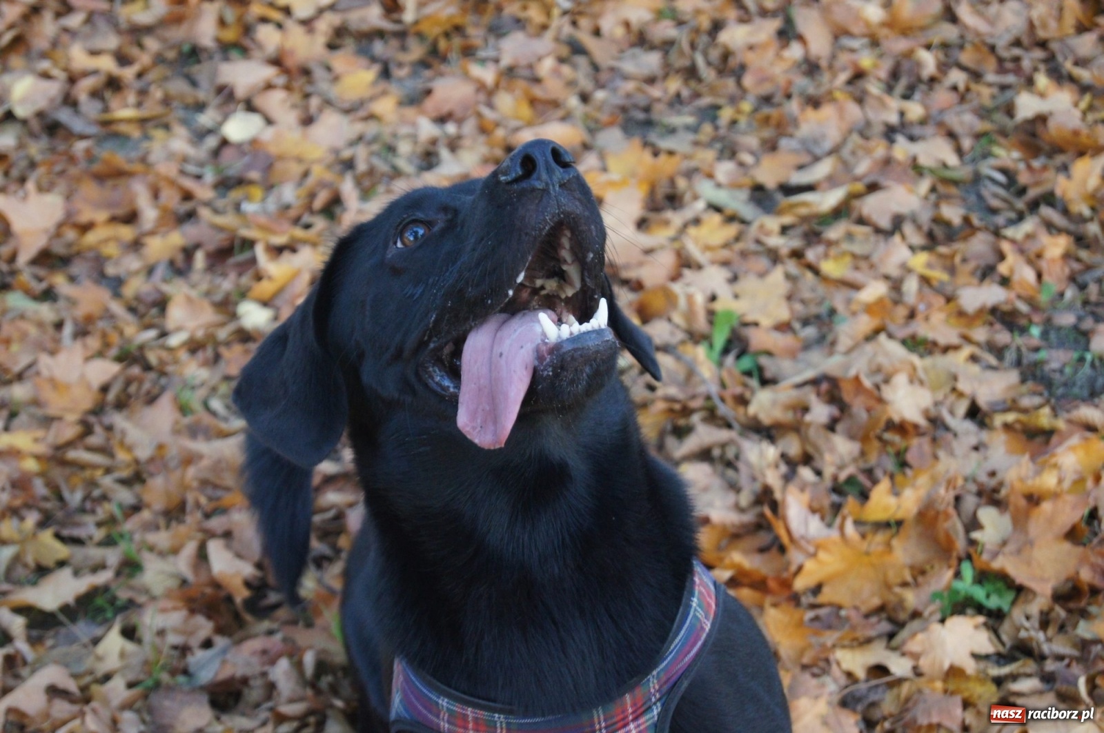 Zdjęcie w galerii na portalu naszraciborz.pl: Podaj łapę. Adoptuj! Borys ma nowy dom wiadomości z regionu
