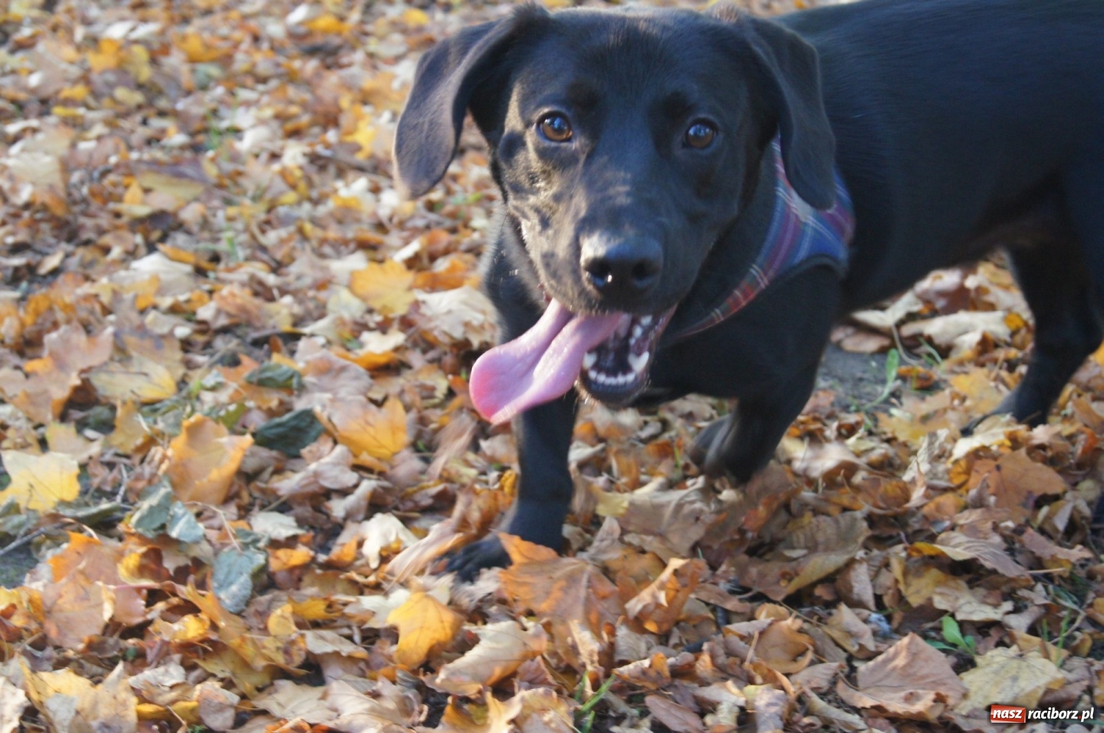 Zdjęcie w galerii na portalu naszraciborz.pl: Podaj łapę. Adoptuj! Borys ma nowy dom wiadomości z regionu