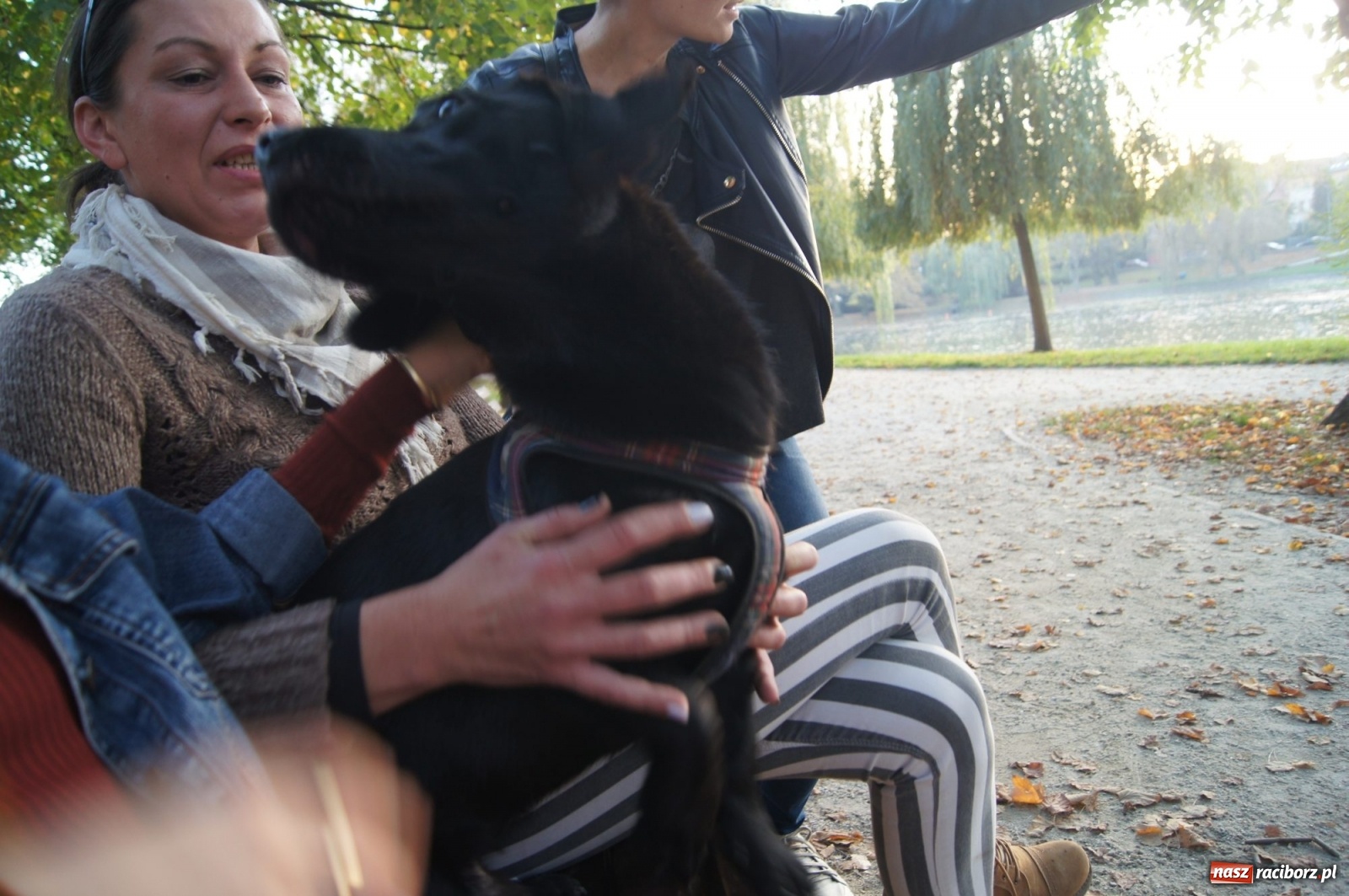 Zdjęcie w galerii na portalu naszraciborz.pl: Podaj łapę. Adoptuj! Borys ma nowy dom wiadomości z regionu