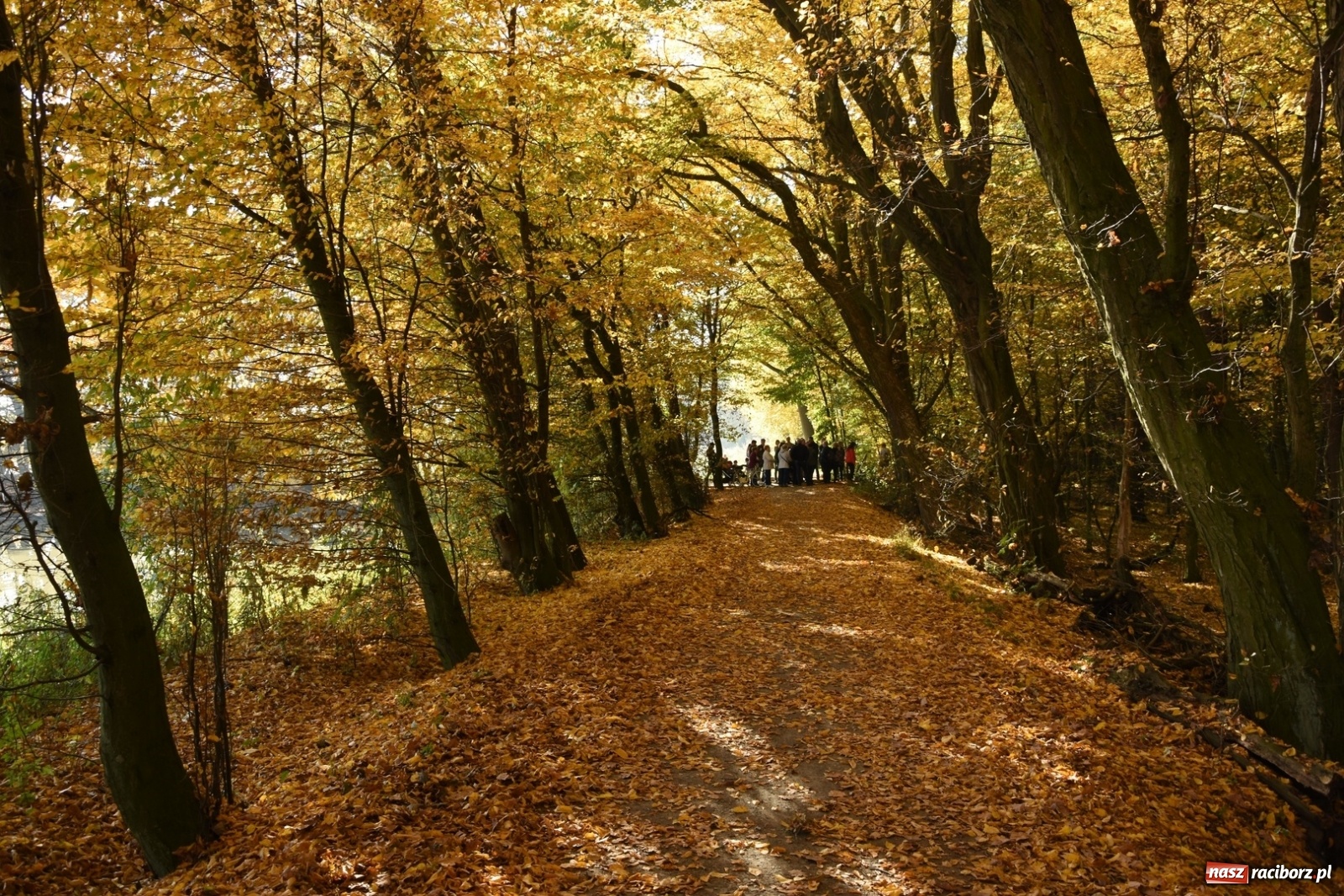 Zdjęcie w galerii na portalu naszraciborz.pl: Spacer krajobrazowy po Łężczoku okazał się sukcesem wiadomości z regionu