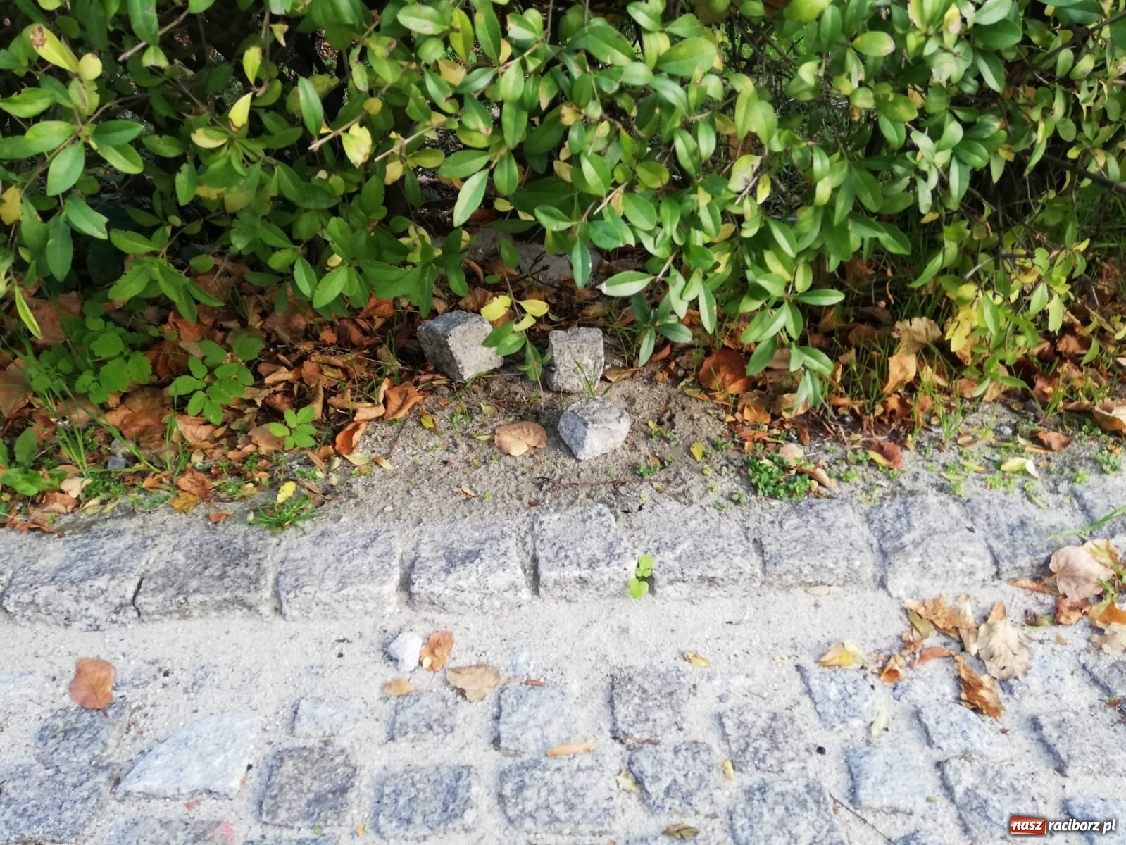 Zdjęcie w galerii na portalu naszraciborz.pl: Bruk na Nowej do naprawy wiadomości z regionu