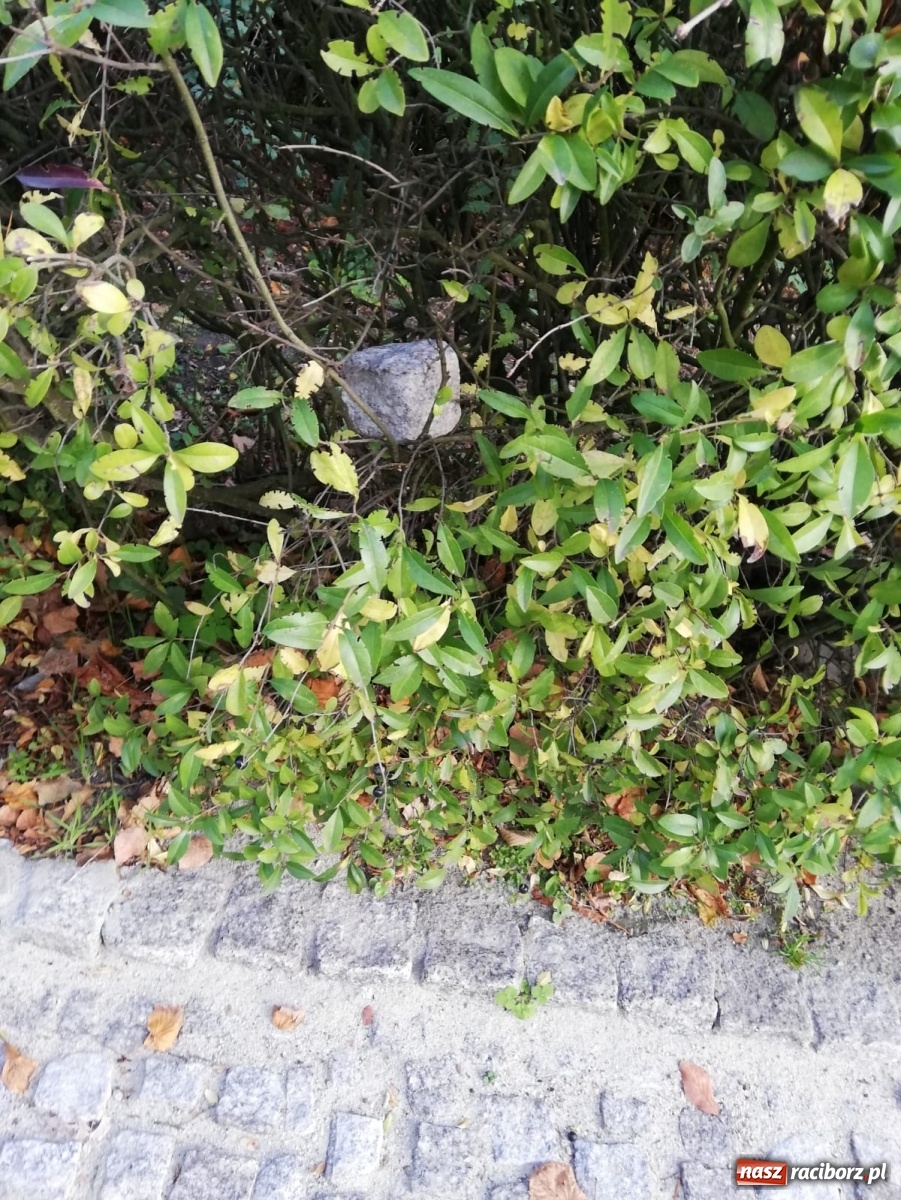 Zdjęcie w galerii na portalu naszraciborz.pl: Bruk na Nowej do naprawy wiadomości z regionu